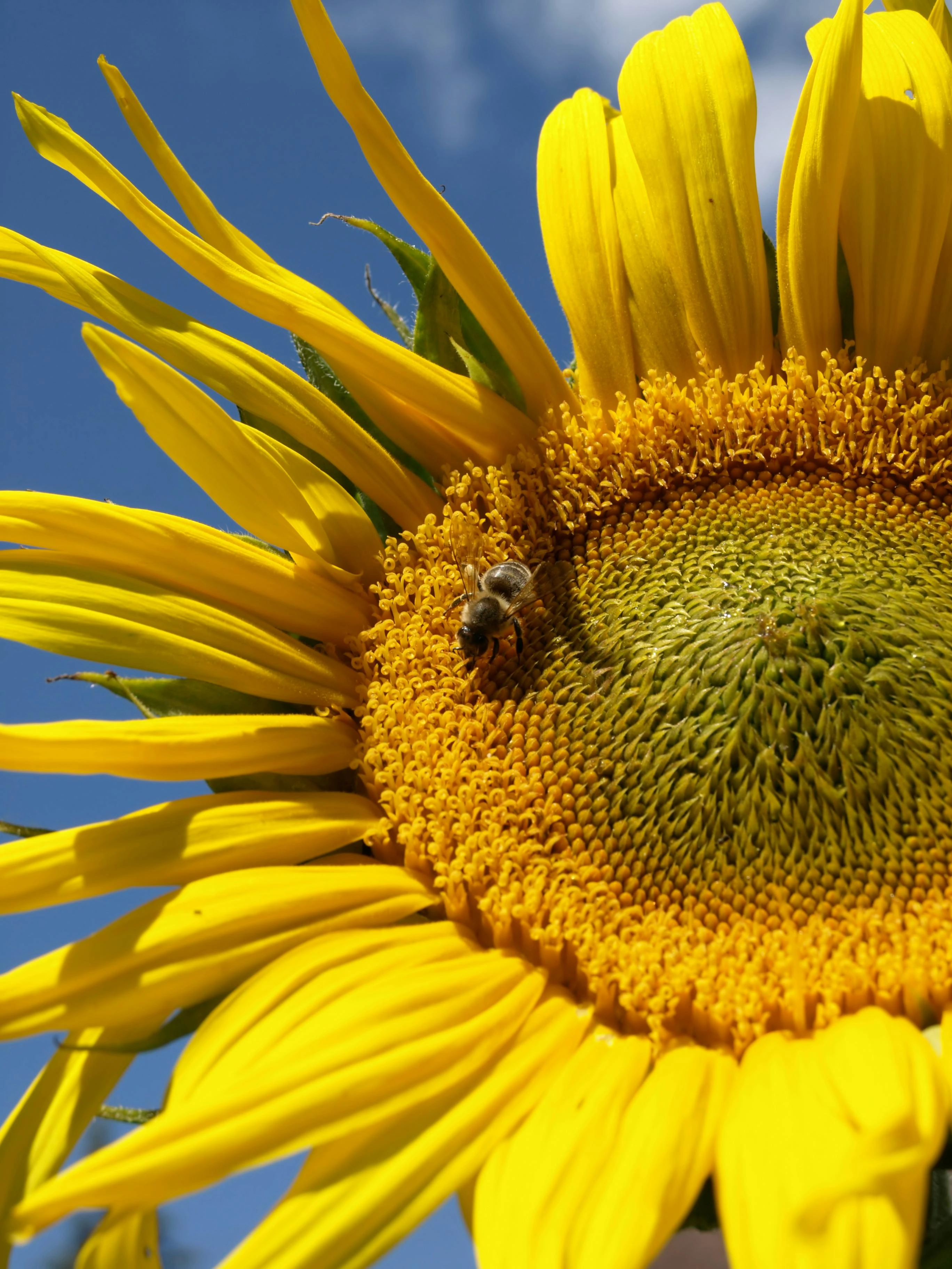 Best interior paint brushes